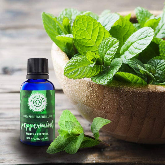Peppermint Essential Oil 30ml | Woolzies