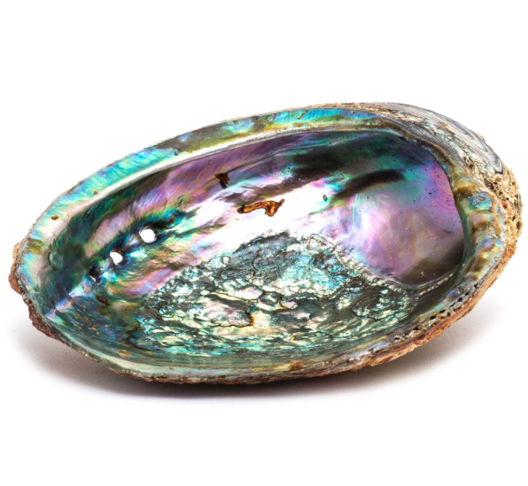 Abalone Shell Med/Large 5-6" - Premium Shell from Crystals and Sun Signs Co - Shop now at Crystals and Sun Signs Co