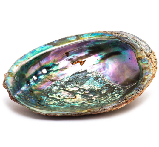 Abalone Shell Med/Large 5-6" - Witches Ink LTD - O/A Crystals and Sun Signs
