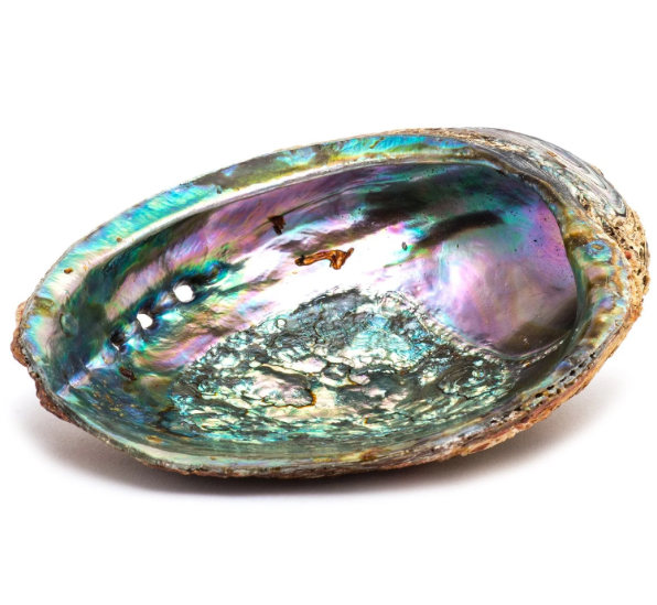 Abalone Shell Med/Large 5-6" | Crystals and Sun Signs Co